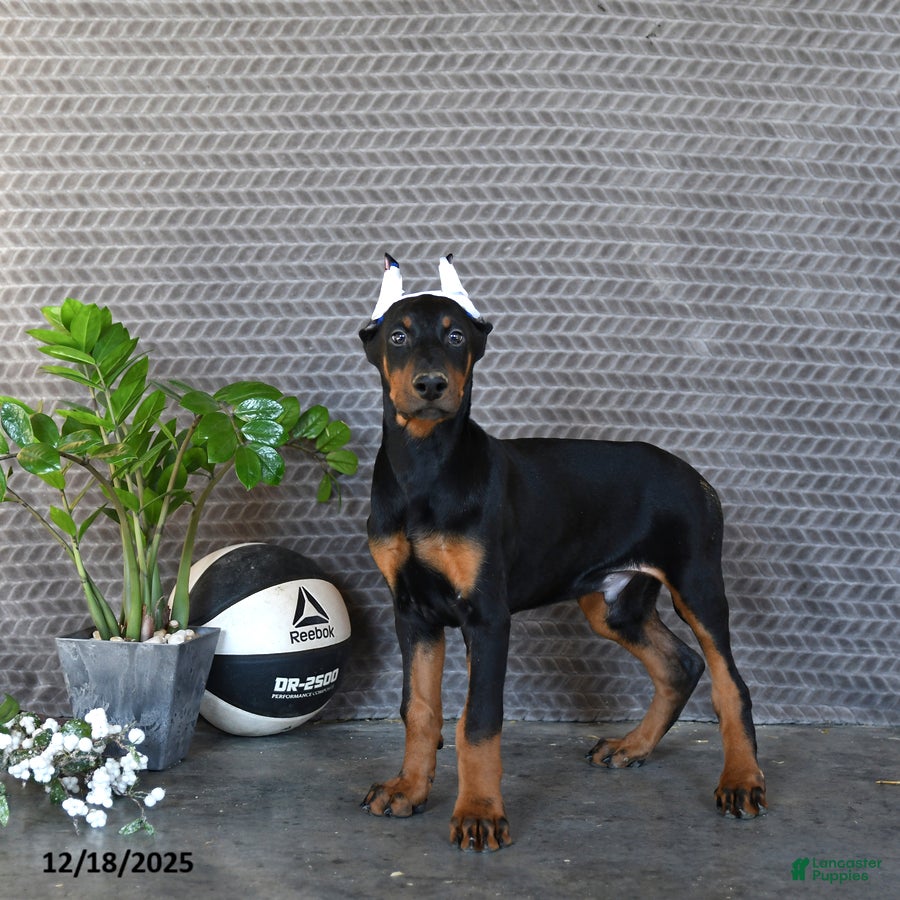 Doberman Pinscher dogs Zane - Ad 34