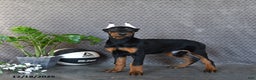 Doberman Pinscher dogs for sale: Zane - Ad 1