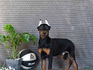 Doberman Pinscher dogs Zane - Ad 10