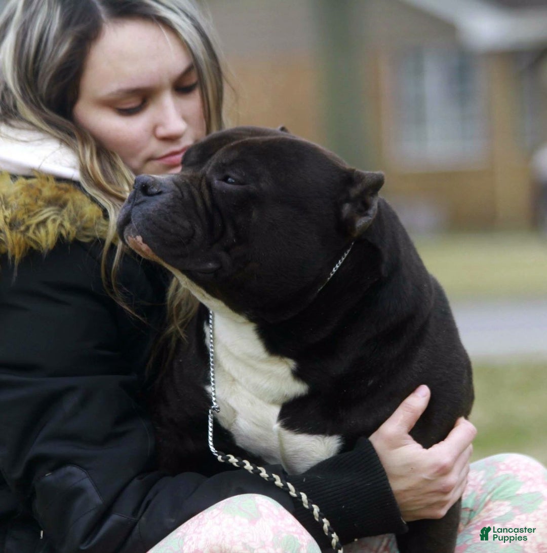 Gallery Image {{count}}