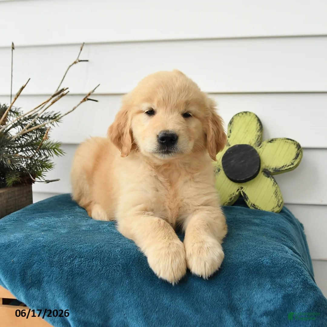 Golden Retriever dogs for sale: Marigold - Ad 1