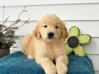 Golden Retriever dogs for sale: Marigold - Ad 2