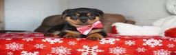 Rottweiler dogs for sale: Noel - Ad 5