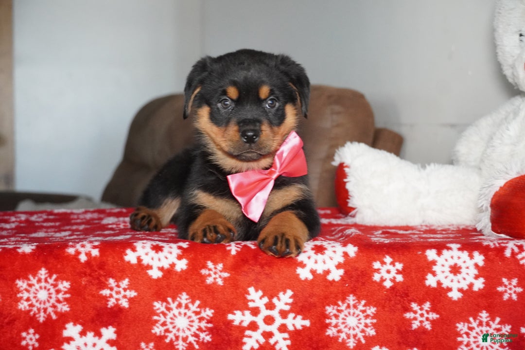 Rottweiler dogs for sale: Noel - Ad 5