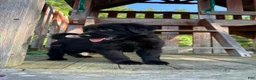 Golden Shepherd dogs for sale: Koda  - Ad 12