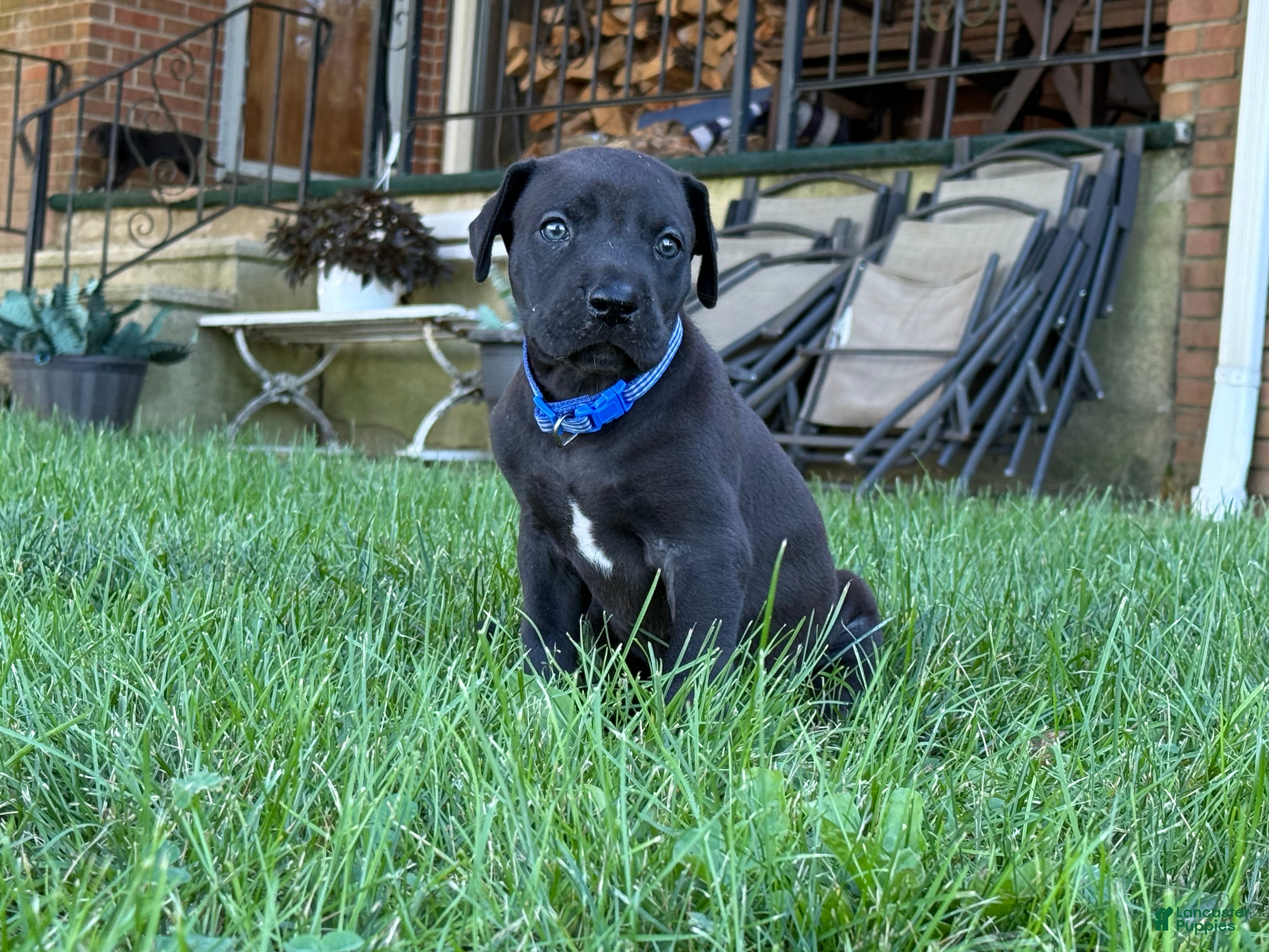 Great Dane dogs Male  - Ad 1