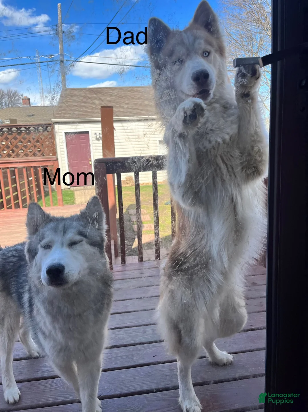 Siberian Husky dogs for sale: Tank - Ad 2
