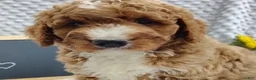 Mini Goldendoodle dogs for sale: Toby - Ad 1