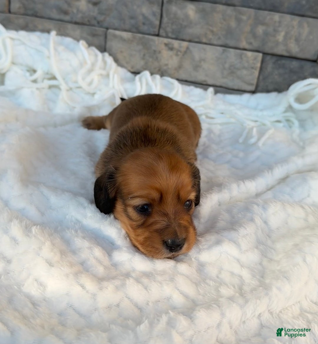 Miniature Dachshund dogs for sale: Coco - Ad 6