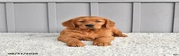 Golden Retriever dogs for sale: Sadie - Ad 4