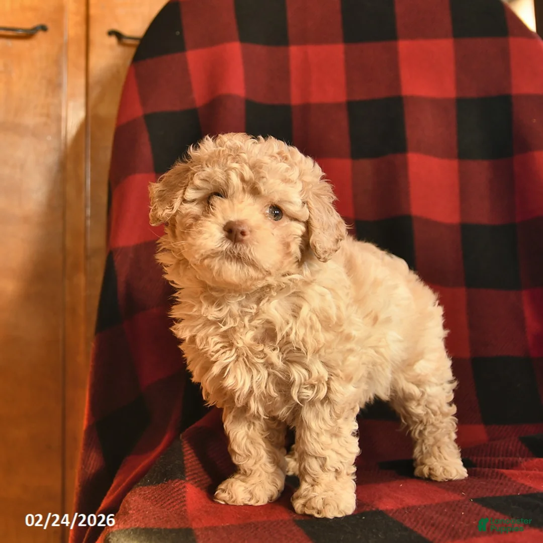 Havapoo dogs for sale: Hazelnut  - Ad 3