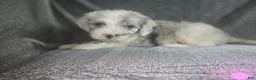 Sheepadoodle dogs for sale: Rose-light pink - Ad 1