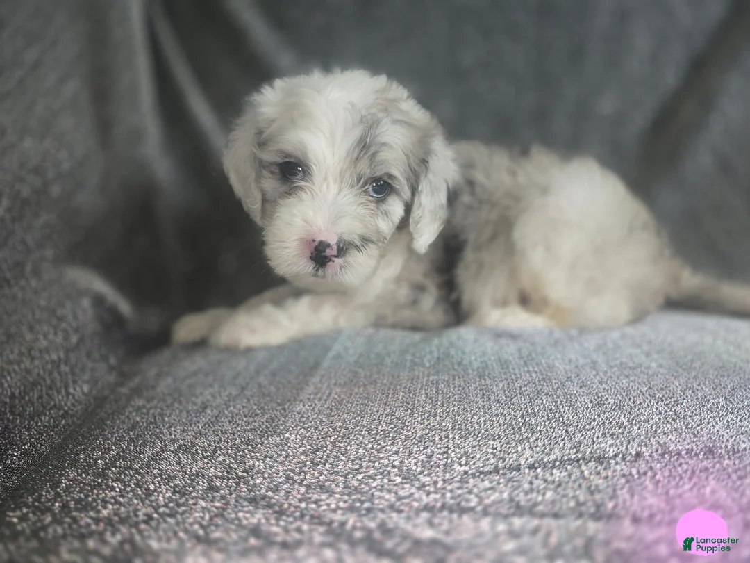 Sheepadoodle dogs for sale: Rose-light pink - Ad 1