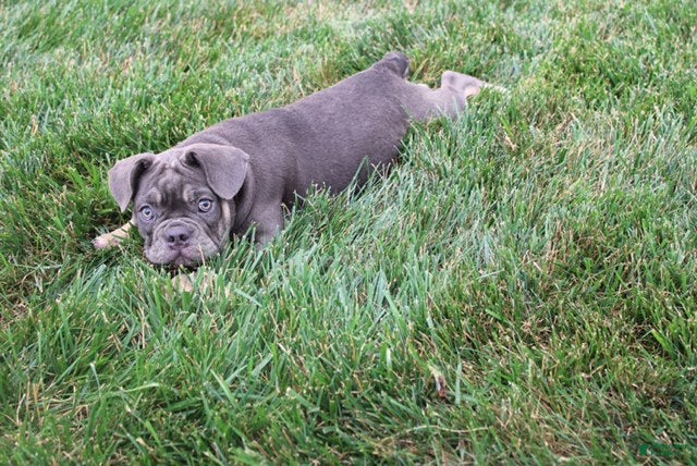 French Bulldog dogs Lana - Ad 2