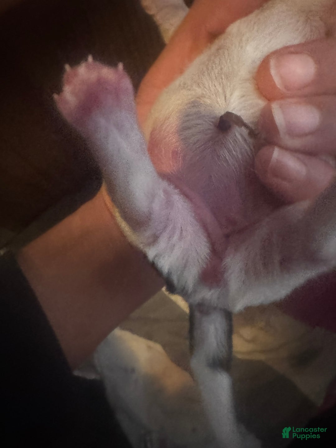 Mixed Breed dogs for sale: Oreo - Ad 4