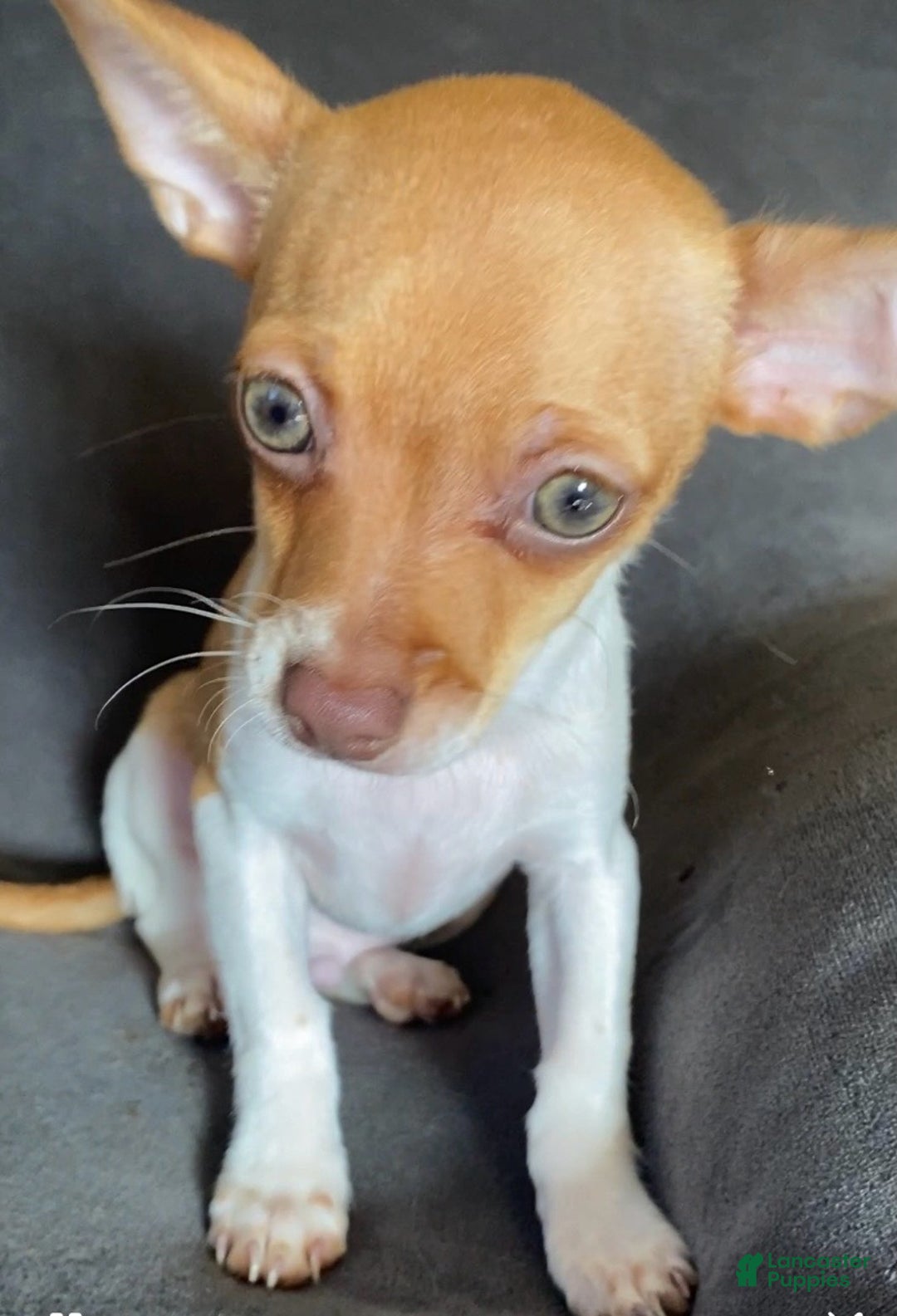 Chihuahua dogs for sale: Chihuahua Puppy 2 - Ad 2