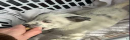 Australian Cattle Dog dogs for sale: Australian Cattle Dog Puppy 1 - Ad 6