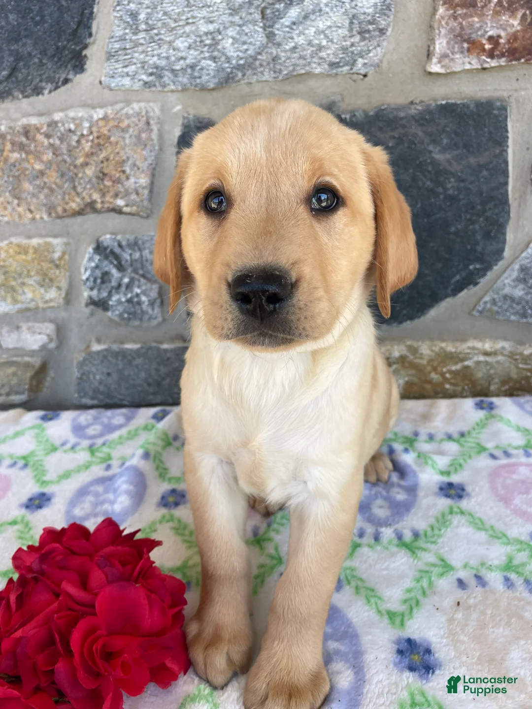 Labrador Retriever dogs for sale: Cooper - Ad 2