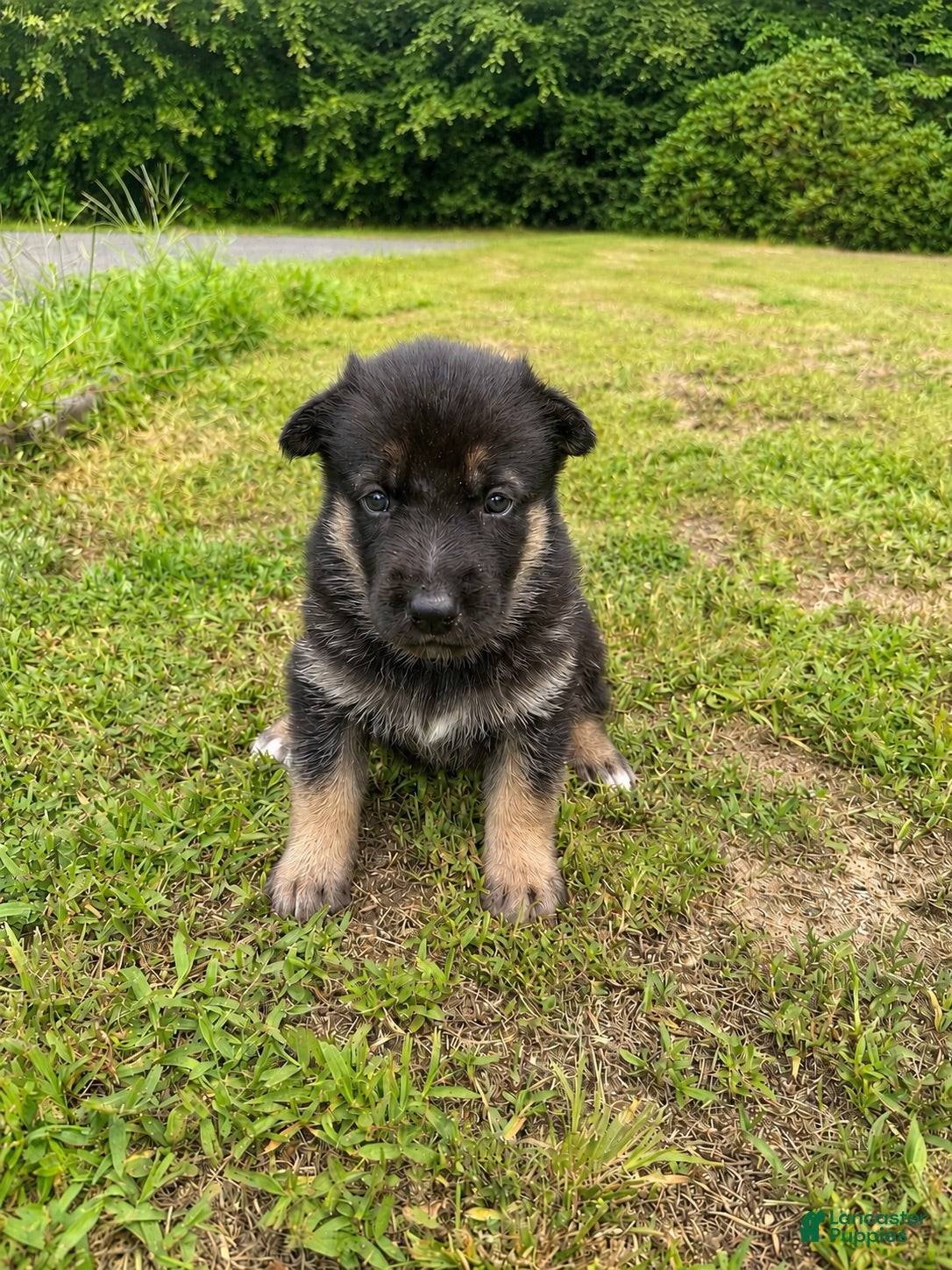 Gerberian Shepsky dogs Gerberian Shepsky 1 - Ad 16