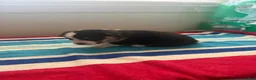 Welsh Corgi Pembroke dogs for sale: Bobby - Ad 6