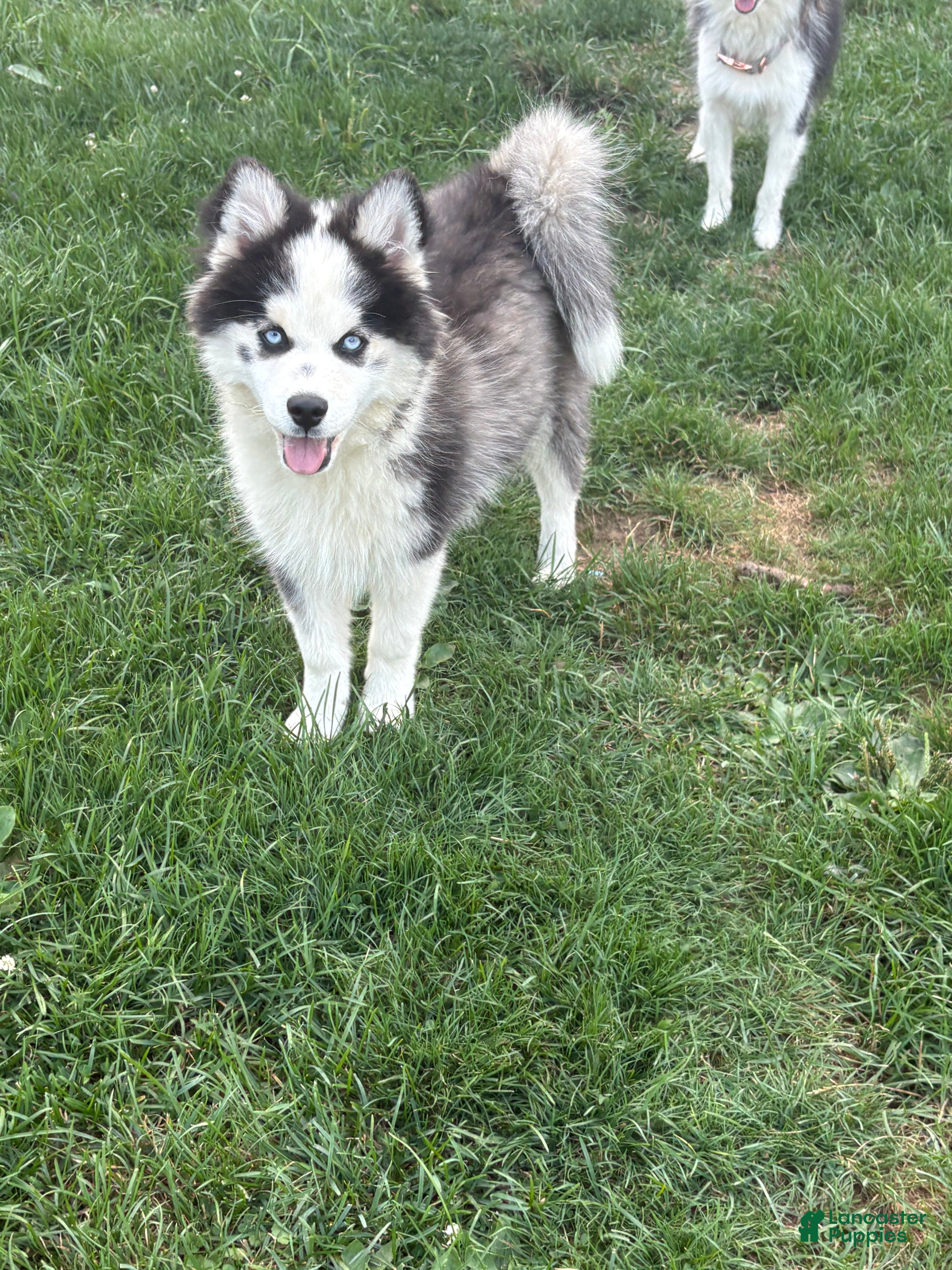 Pomsky dogs Pomsky 2 - Ad 2