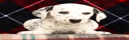 Dalmatian dogs for sale: Jenna - Ad 9