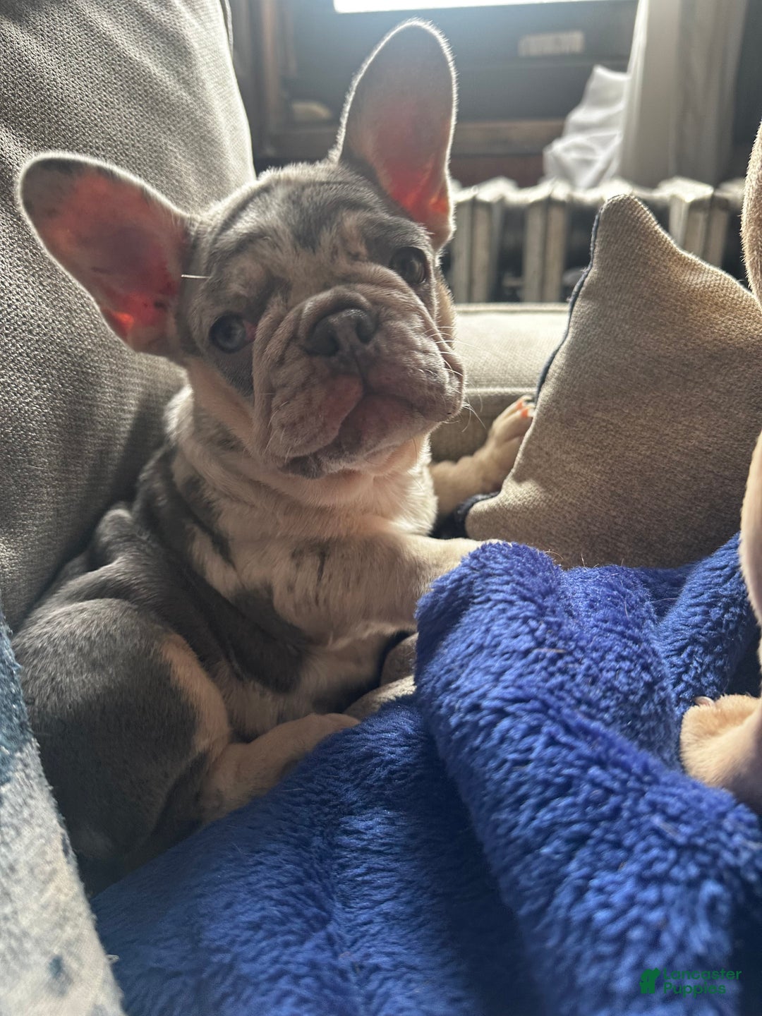 French Bulldog dogs for sale: Tiny - Ad 4