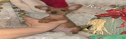 Miniature Pinscher dogs for sale: Rose red - Ad 1