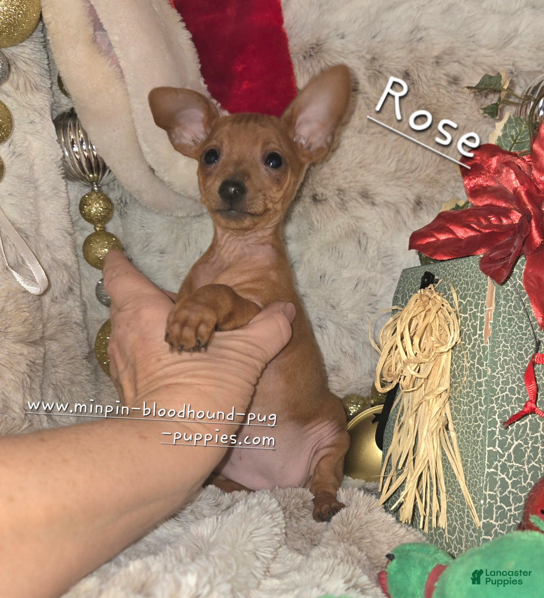 Miniature Pinscher dogs for sale: Rose red - Ad 1