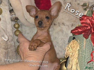 Miniature Pinscher dogs Rose red - Ad 1
