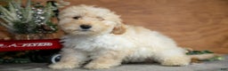 Mini Goldendoodle dogs for sale: Harrison - Ad 1