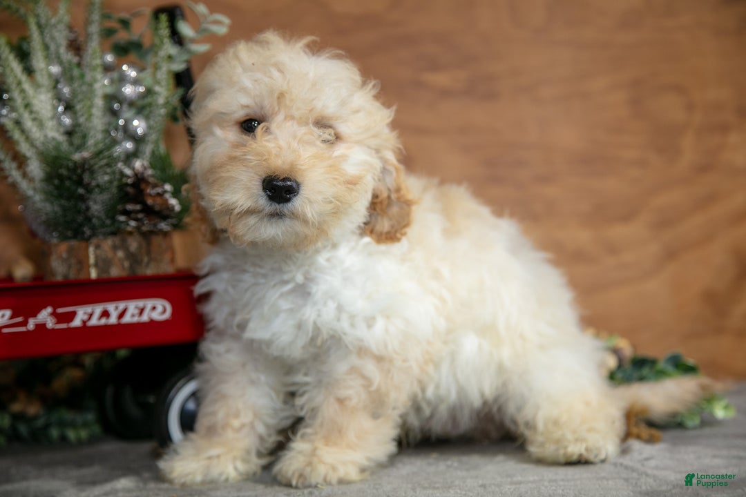 Mini Goldendoodle dogs for sale: Harrison - Ad 1
