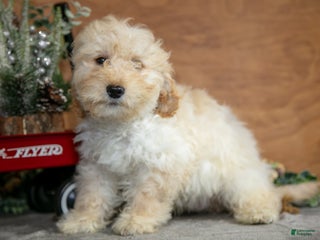 Mini Goldendoodle dogs Harrison - Ad 33