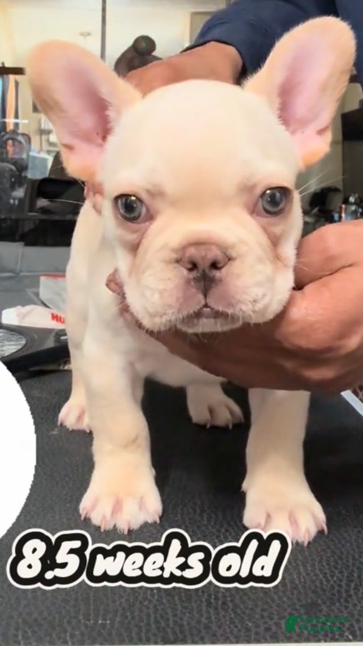 French Bulldog dogs for sale: Columbia (White Boy) - Ad 2