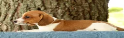 Miniature Dachshund dogs for sale: Hal - Ad 4