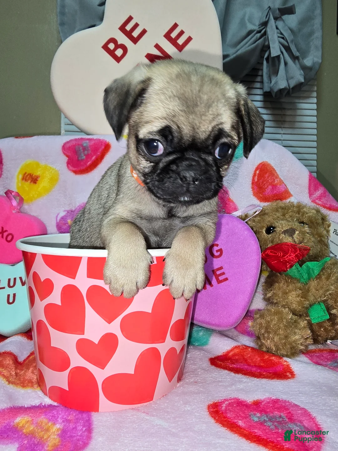 Pug dogs for sale: Angel - Ad 5