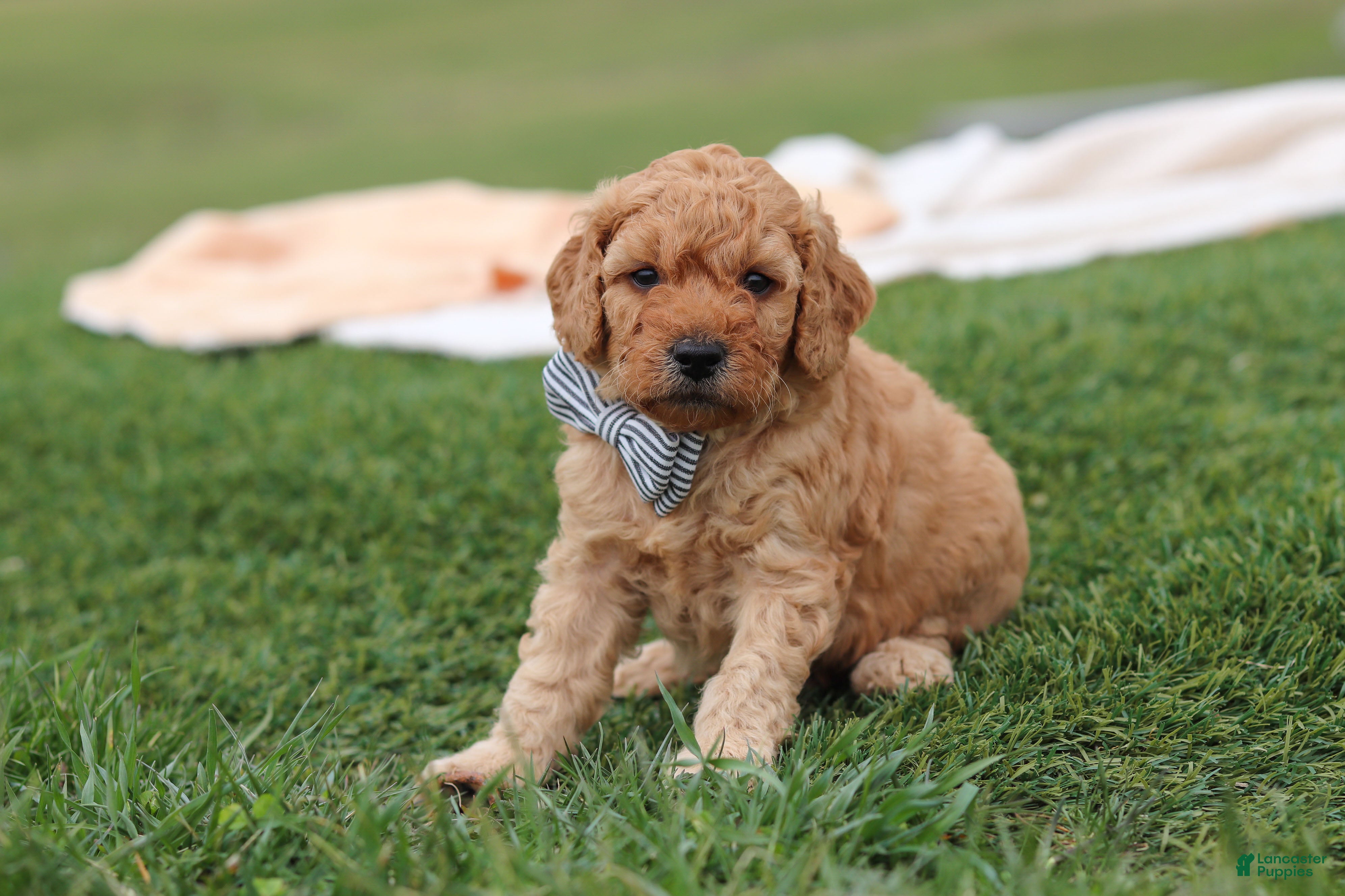 Miniature Labradoodle dogs Tigger - Ad 1