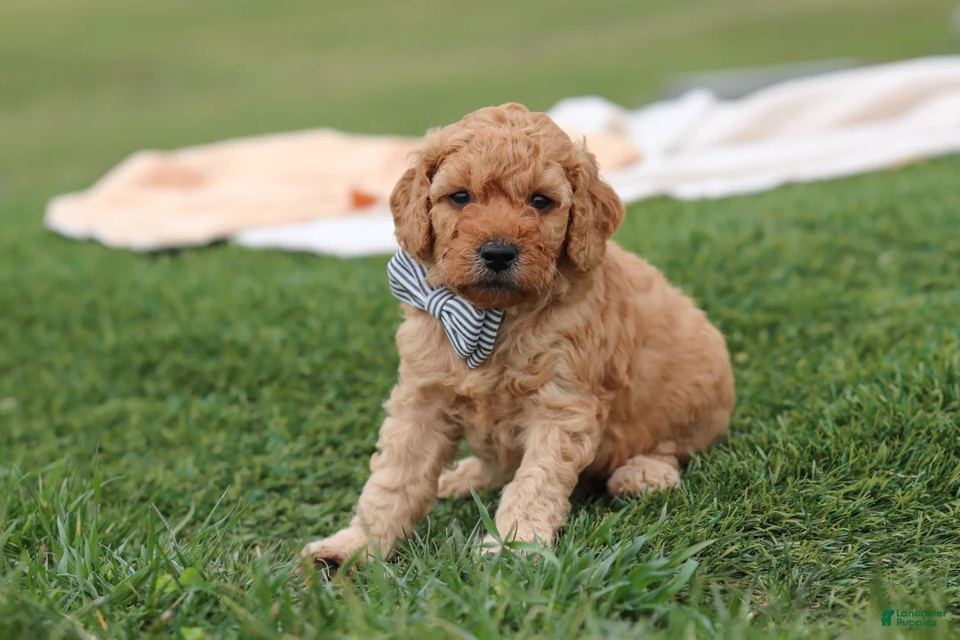 Mini Goldendoodle dogs for sale: Tigger - Ad 1