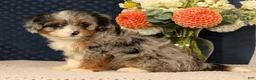 Mini Bernedoodle dogs for sale: Gwen - Ad 7