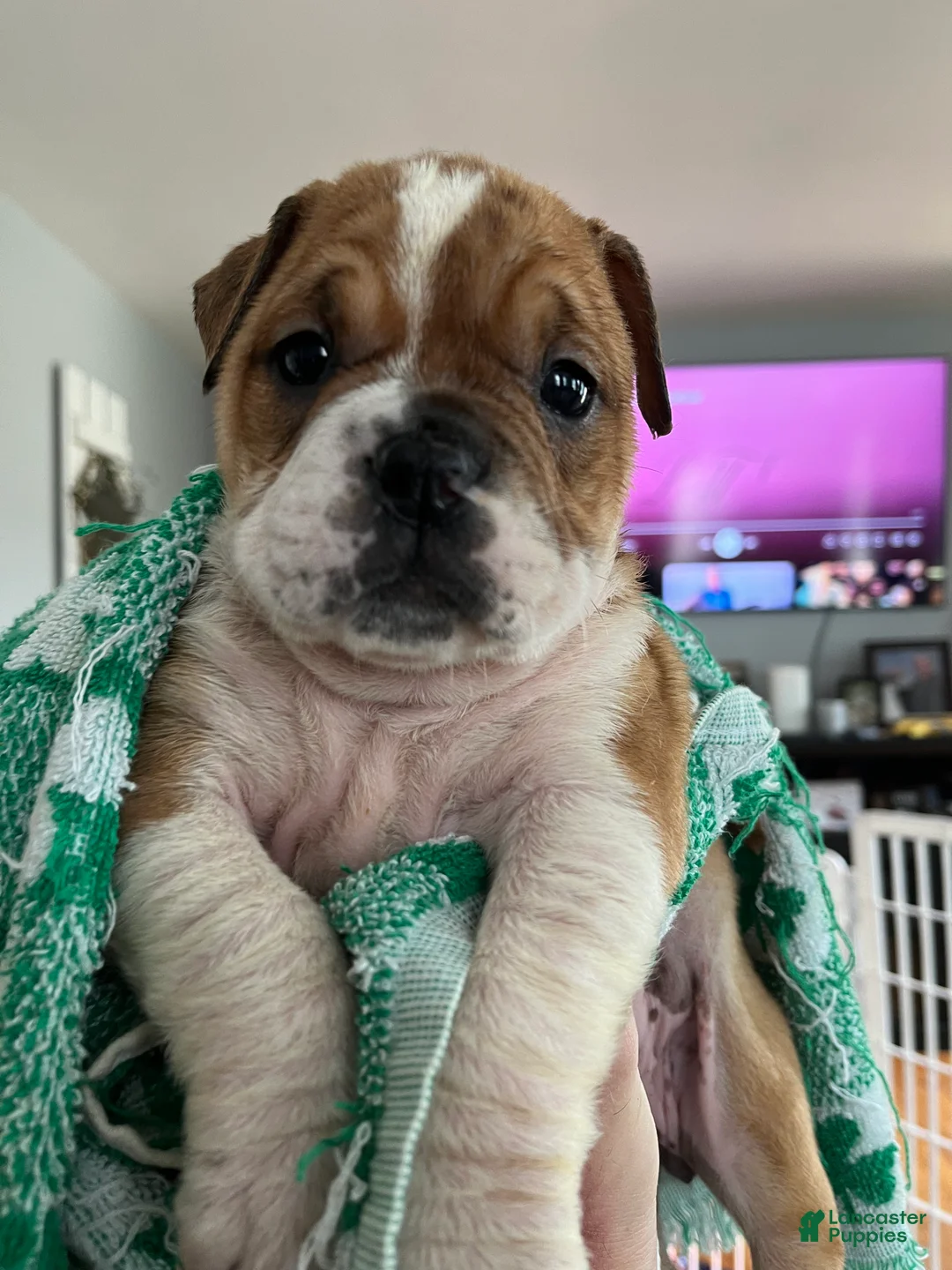 Mixed Breed dogs for sale: Checkers - Ad 2