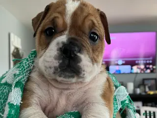 Mixed Breed dogs Checkers - Ad 16