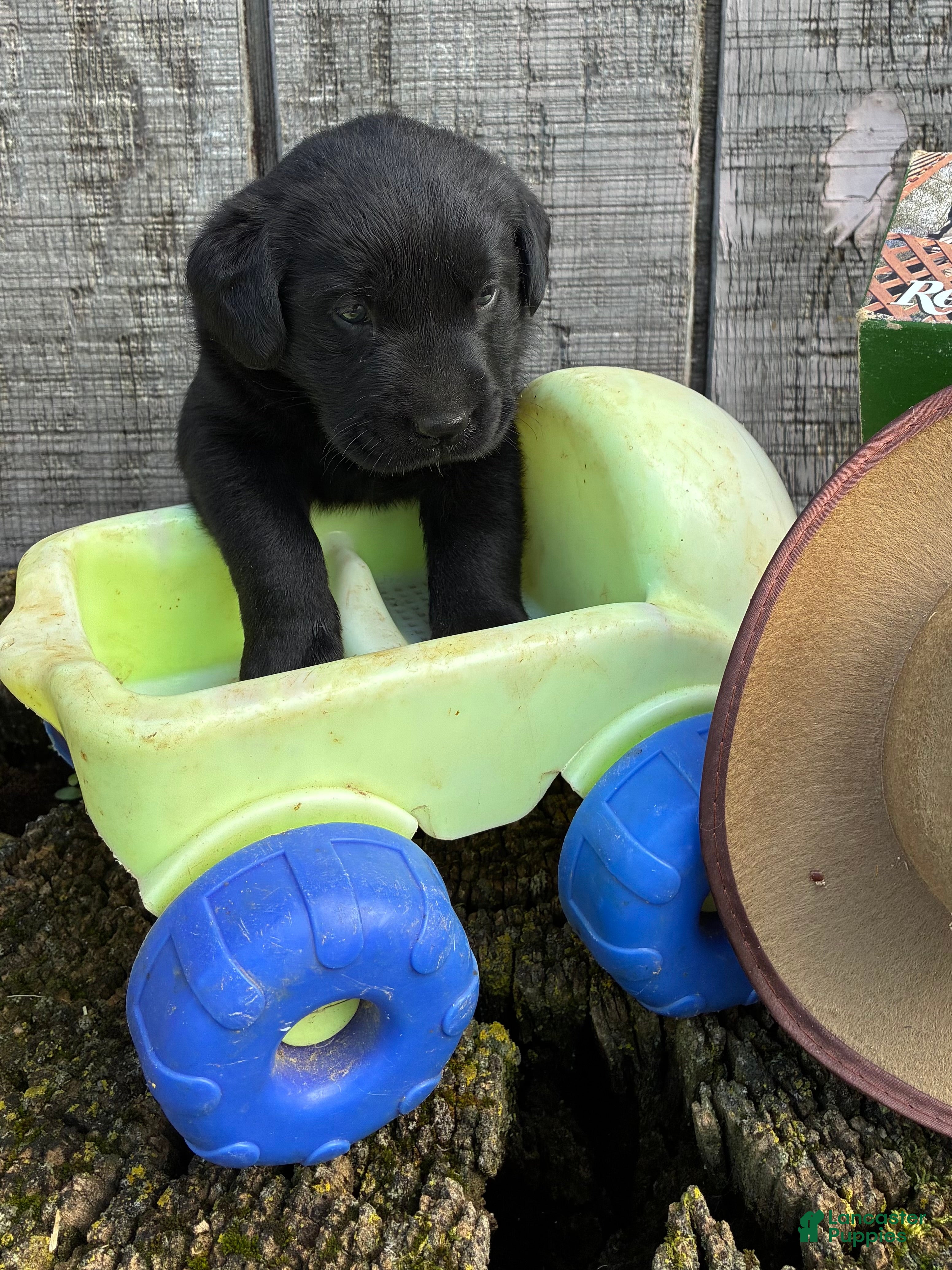 Labrador Retriever dogs Labrador Retriever 1 - Ad 1
