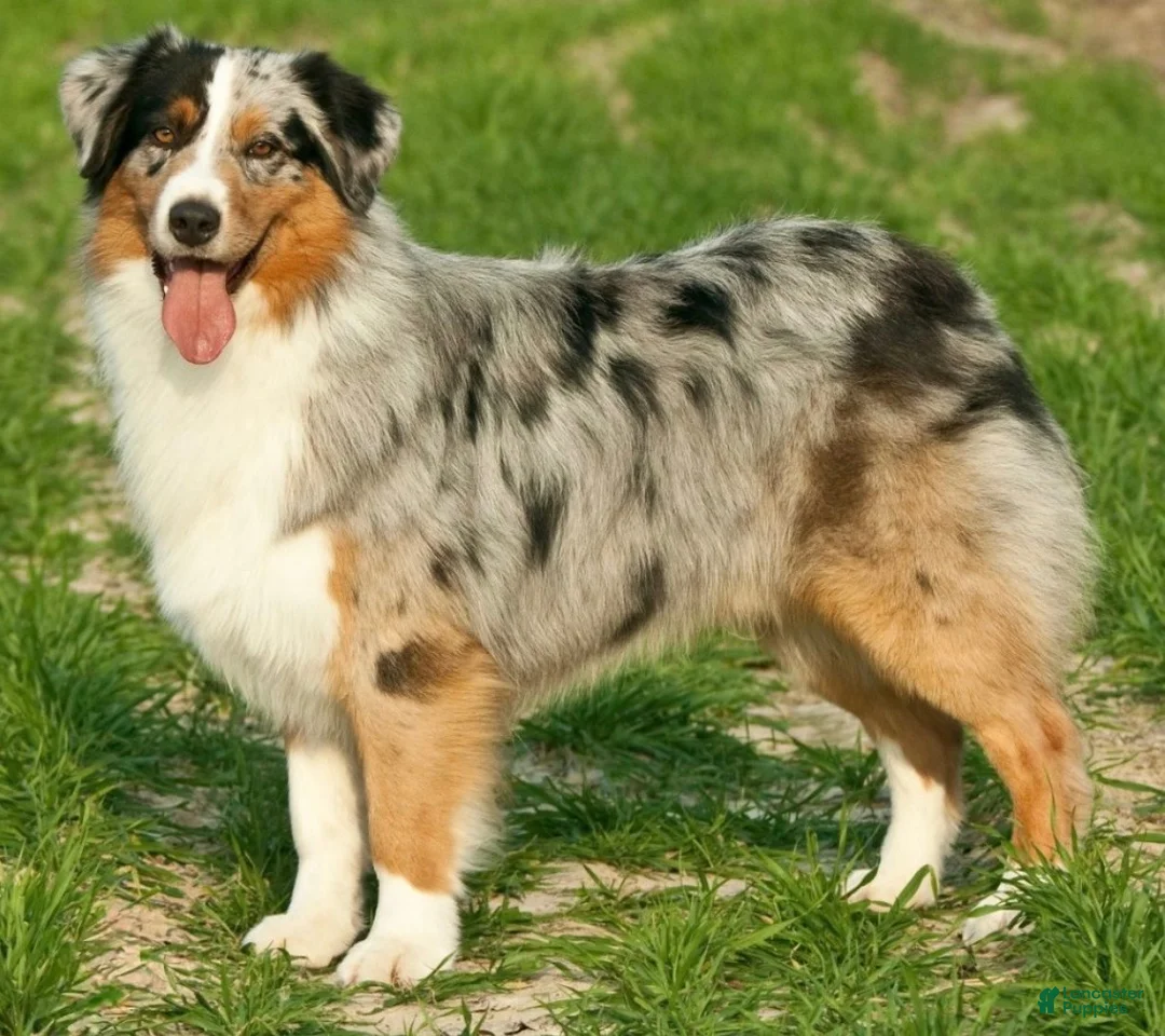 Australian Shepherd dogs for sale: Australian Shepherd Puppy 1 - Ad 4