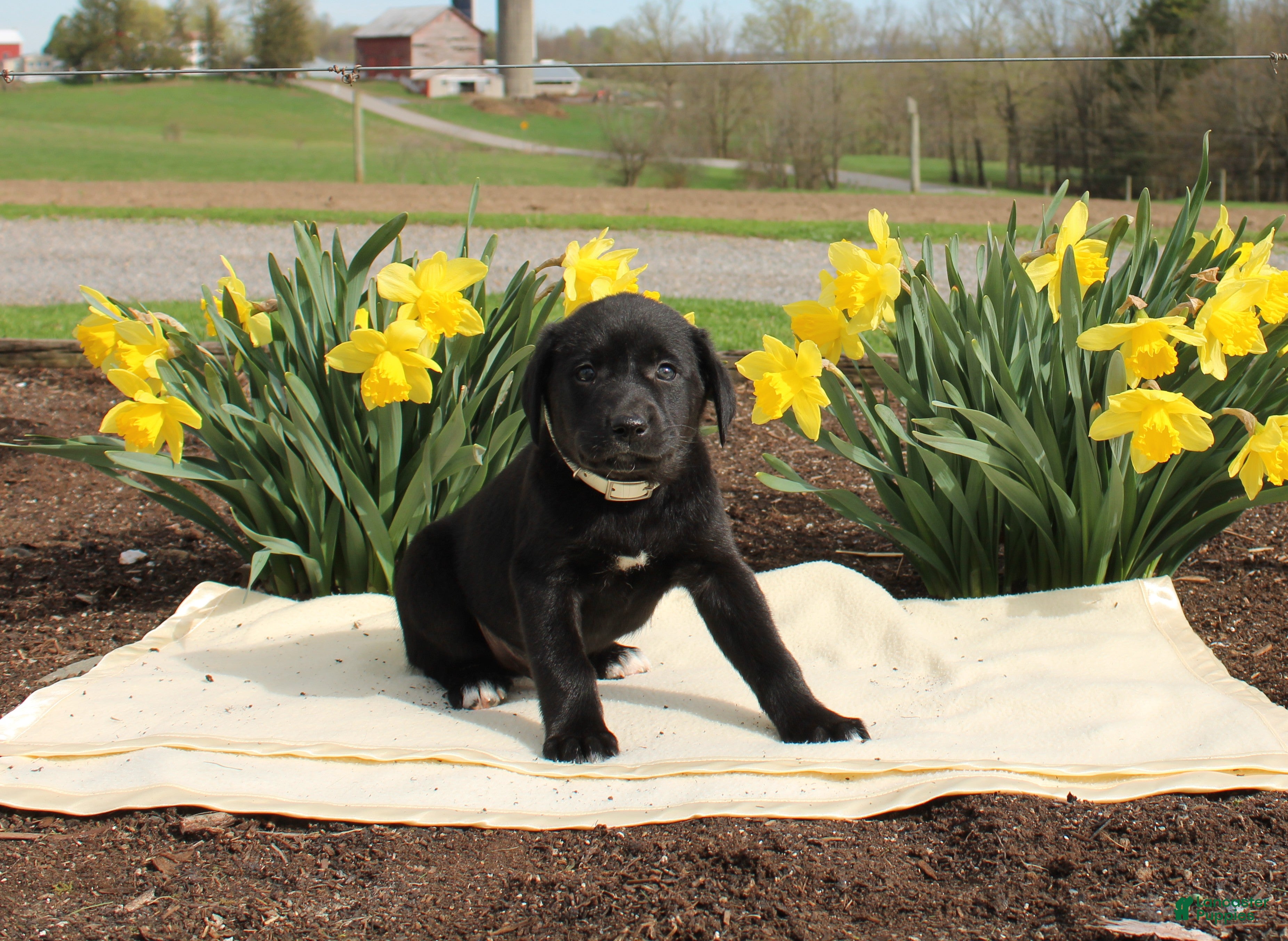 Mixed Breed dogs Domino - Ad 39