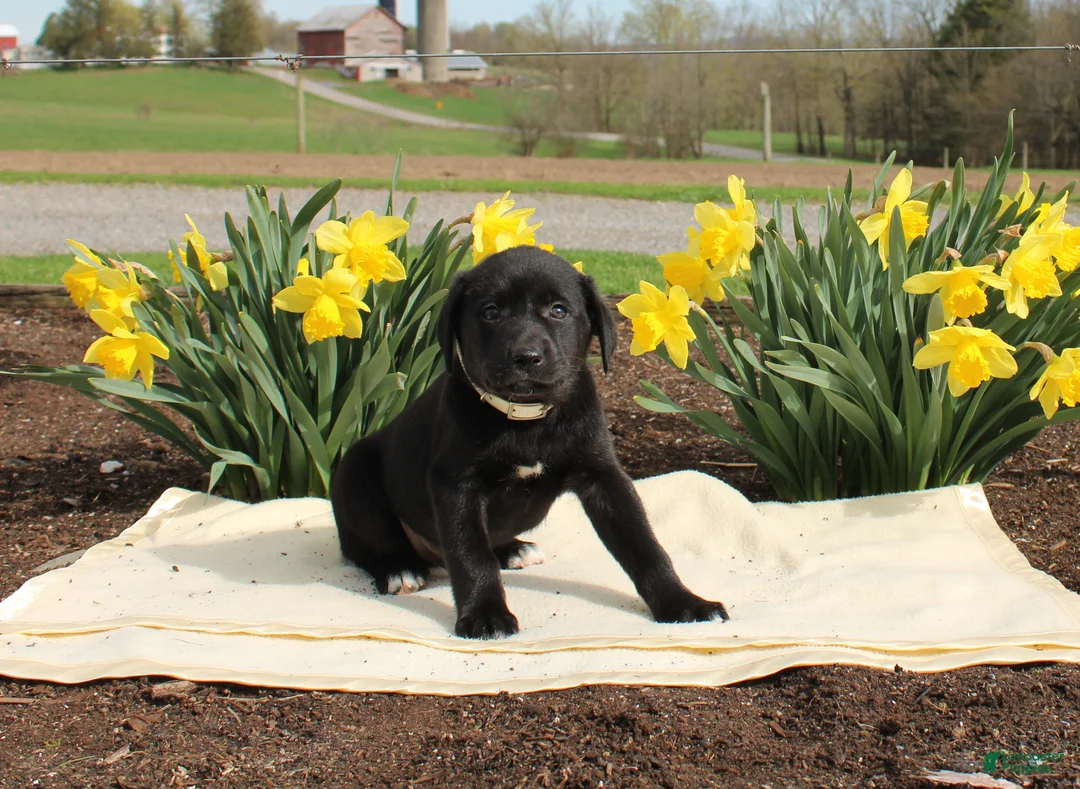 Mixed Breed dogs for sale: Domino - Ad 1