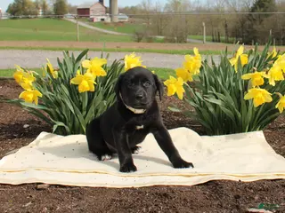 Mixed Breed dogs Domino - Ad 39