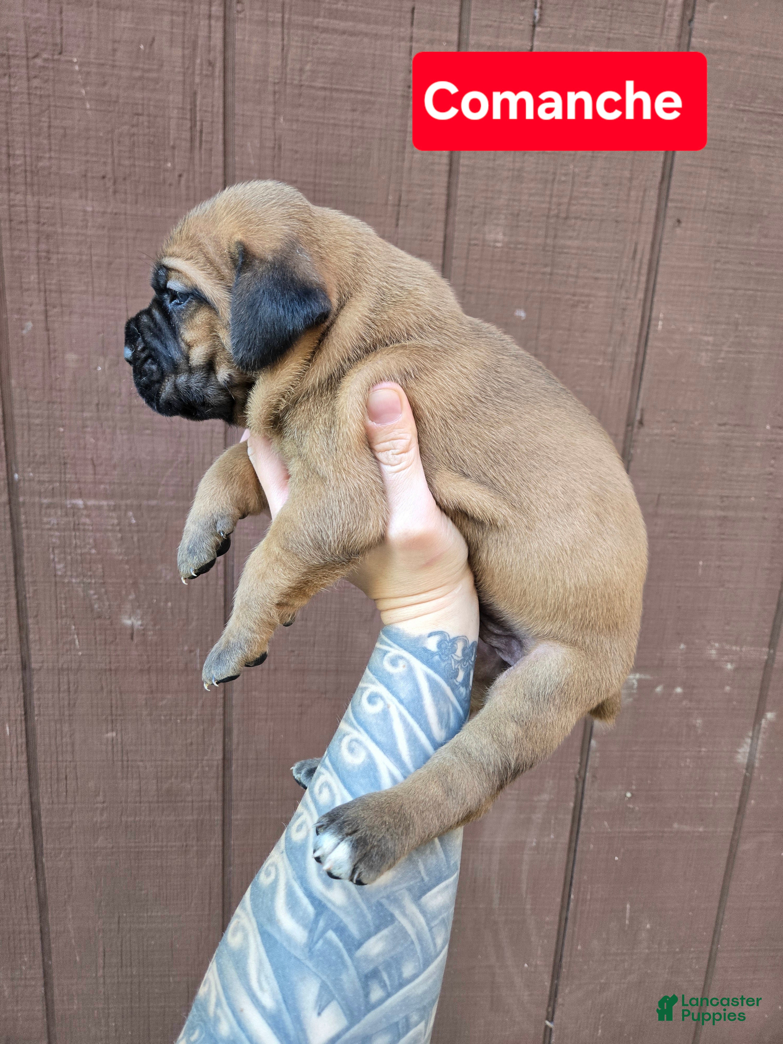 Cane Corso dogs for sale: Comanche  - Ad 3
