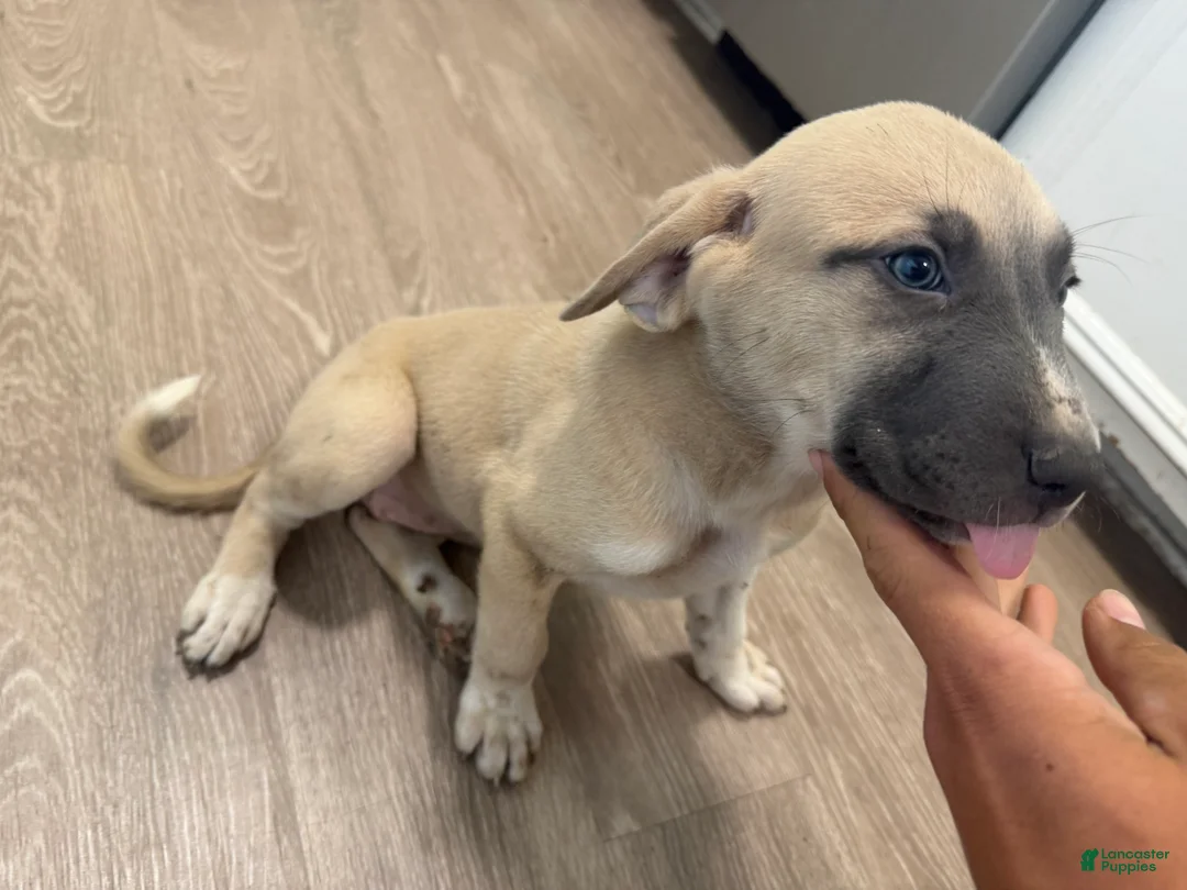 Mixed Breed dogs for sale: Mixed Breed 4 - Ad 1