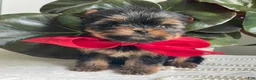 Biewer Terrier dogs for sale: Itty Bitty - Ad 5