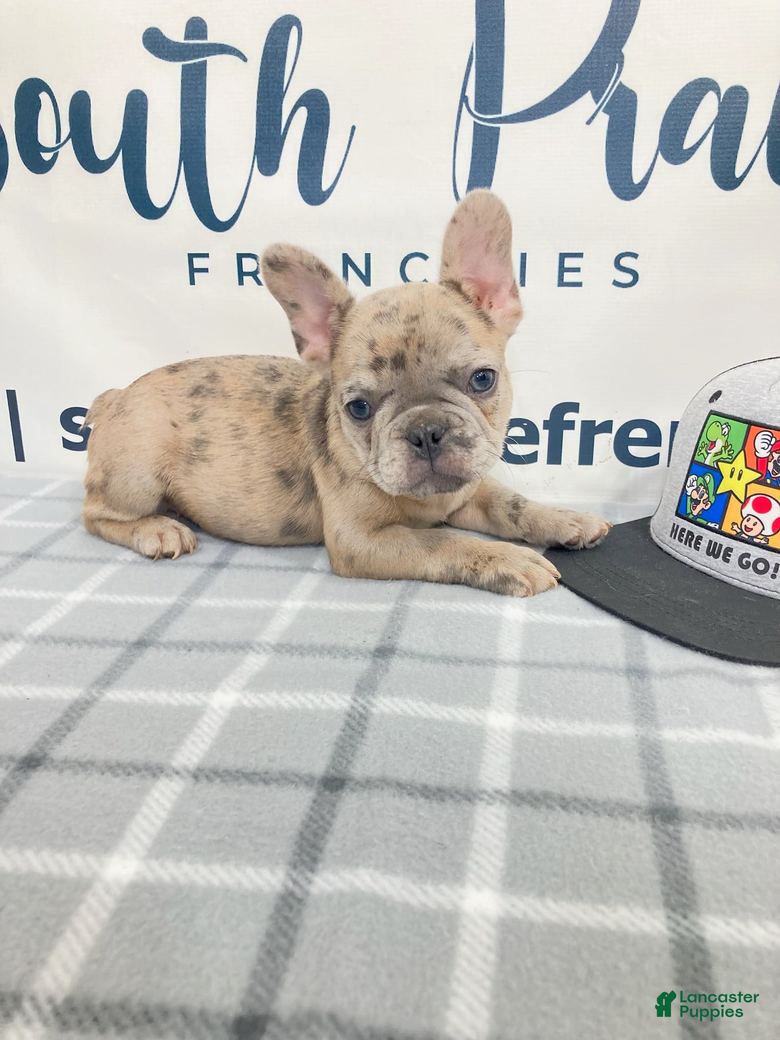 French Bulldog dogs Eddie French Bulldog  - Ad 2